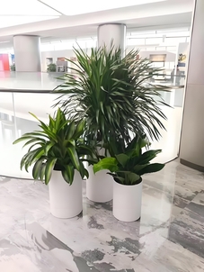 揭秘鄞州盆景租摆方案，打造个性化绿植空间